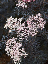 Artikelbild für Schwarzen Holunder / Sambucus nigra 'Black Lace' ® im Online-Shop der Bohlken Baumschulen