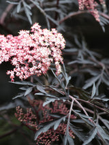 Artikelbild für Schwarzen Holunder / Sambucus nigra 'Black Lace' ® im Online-Shop der Bohlken Baumschulen