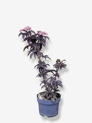 Artikelbild für Rotlaubiger Säulen-Holunder / Sambucus nigra 'Black Tower' ® im Online-Shop der Bohlken Baumschulen