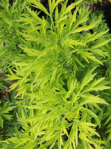 Artikelbild für Schwarzer Holunder Sambucus nigra 'Golden Tower' ® im Online-Shop der Bohlken Baumschulen