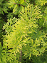 Artikelbild für Schwarzer Holunder Sambucus nigra 'Golden Tower' ® im Online-Shop der Bohlken Baumschulen