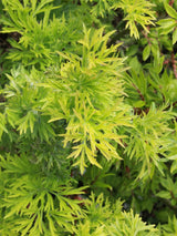 Artikelbild für Schwarzer Holunder Sambucus nigra 'Golden Tower' ® im Online-Shop  der Bohlken Baumschulen