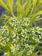 Artikelbild für Schwarzer Holunder Sambucus nigra 'Golden Tower' ® im Online-Shop der Bohlken Baumschulen