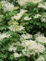 Artikelbild für Schwarzen Holunder Sambucus nigra 'Haidegg 17' im Online-Shop der Bohlken Baumschulen