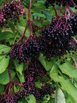 Artikelbild für Schwarzen Holunder Sambucus nigra 'Haidegg 17' im Online-Shop der Bohlken Baumschulen