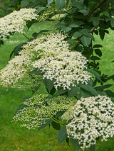 Artikelbild für Schwarzen Holunder Sambucus nigra 'Haidegg 17' im Online-Shop der Bohlken Baumschulen