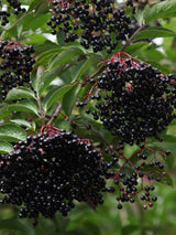 Artikelbild für Schwarzen Holunder Sambucus nigra 'Haidegg 17' im Online-Shop der Bohlken Baumschulen