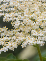Artikelbild für Schwarzen Holunder Sambucus nigra 'Haidegg 17' im Online-Shop der Bohlken Baumschulen