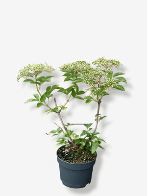 Artikelbild für Schwarzer Holunder / Sambucus nigra 'Haschberg' im Online-Shop der Bohlken Baumschulen