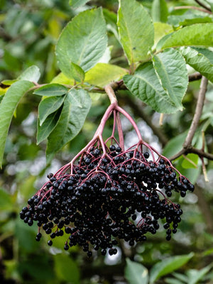 Artikelbild für Schwarzer Holunder / Sambucus nigra 'Haschberg' im Online-Shop der Bohlken Baumschulen