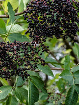 Artikelbild für Schwarzer Holunder / Sambucus nigra 'Haschberg' im Online-Shop der Bohlken Baumschulen