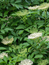 Artikelbild für Schwarzer Holunder / Sambucus nigra 'Haschberg' im Online-Shop der Bohlken Baumschulen