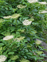 Artikelbild für Schwarzer Holunder / Sambucus nigra 'Haschberg' im Online-Shop der Bohlken Baumschulen