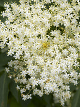 Artikelbild für Schwarzer Holunder / Sambucus nigra 'Haschberg' im Online-Shop der Bohlken Baumschulen
