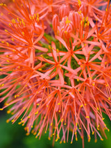 Scadoxus multiflorus, Blutblume, Feuerball-Lilie im Onlineshop der Bohlken Baumschulen
