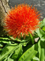 Scadoxus multiflorus, Blutblume, Feuerball-Lilie im Onlineshop der Bohlken Baumschulen