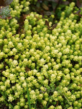 Scharfer Mauerpfeffer 'Aureum', Fetthenne, Sedum acre 'Aureum' kaufen im Online-Shop der Bohlken Baumschulen