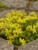 Scharfer Mauerpfeffer, Fetthenne, Sedum acre kaufen im Onlione-Shop der Bohlken Baumschulen