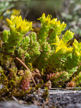 Scharfer Mauerpfeffer, Fetthenne, Sedum acre kaufen im Onlione-Shop der Bohlken Baumschulen