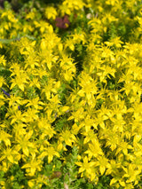 Scharfer Mauerpfeffer, Fetthenne, Sedum acre kaufen im Onlione-Shop der Bohlken Baumschulen