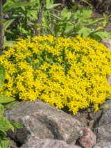 Scharfer Mauerpfeffer, Fetthenne, Sedum acre kaufen im Onlione-Shop der Bohlken Baumschulen