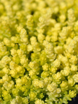 Scharfer Mauerpfeffer 'Yellow Queen', Scharfe Fetthenne, Sedum sacre 'Yellow Queen' kaufen im Online-Shop der Bohlken Baumschulen