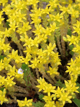 Scharfer Mauerpfeffer 'Yellow Queen', Scharfe Fetthenne, Sedum sacre 'Yellow Queen' kaufen im Online-Shop der Bohlken Baumschulen