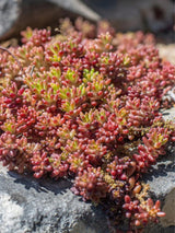 Rotmoos-Mauerpfeffer 'Coral Carpet', Sedum album 'Coral Carpet' kaufen im Online-Shop der Bohlken Baumschulen