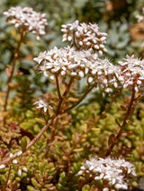 Rotmoos-Mauerpfeffer 'Coral Carpet', Sedum album 'Coral Carpet' kaufen im Online-Shop der Bohlken Baumschulen