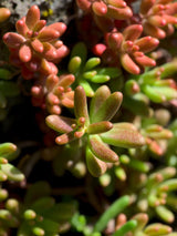 Rotmoos-Mauerpfeffer 'Coral Carpet', Sedum album 'Coral Carpet' kaufen im Online-Shop der Bohlken Baumschulen