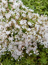 Rotmoos-Mauerpfeffer 'Coral Carpet', Sedum album 'Coral Carpet' kaufen im Online-Shop der Bohlken Baumschulen