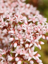 Rotmoos-Mauerpfeffer, Weißer Mauerpfeffer, Sedum album 'Murale' kaufen im Online-Shop der Bohlken Baumschulen