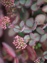 Felsen-Fettblatt, Japanische Fetthenne, Sedum cauticola kaufen im Online-Shop der Bohlken Baumschulen