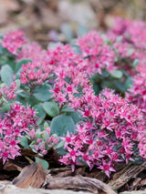 Felsen-Fettblatt, Japanische Fetthenne, Sedum cauticola kaufen im Online-Shop der Bohlken Baumschulen