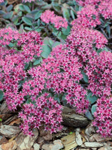 Felsen-Fettblatt, Japanische Fetthenne, Sedum cauticola kaufen im Online-Shop der Bohlken Baumschulen