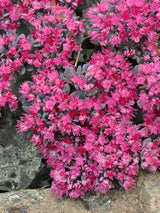 Fettblatt, Fetthenne, Sedum cauticola 'Robustum' kaufen im Online-Shop der Bohlken Baumschulen