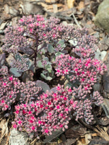 Fettblatt, Fetthenne, Sedum cauticola 'Robustum' kaufen im Online-Shop der Bohlken Baumschulen
