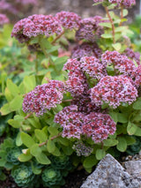 Himalaya-Fettblatt, Ewers-Fetthenne, Sedum ewersii kaufen im Online-Shop der Bohlken Baumschulen