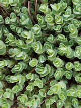 Himalaya-Fettblatt, Ewers-Fetthenne, Sedum ewersii kaufen im Online-Shop der Bohlken Baumschulen