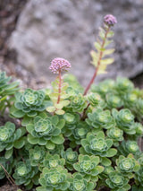 Himalaya-Fettblatt, Ewers-Fetthenne, Sedum ewersii kaufen im Online-Shop der Bohlken Baumschulen