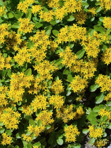 Reichblühendes Fettblatt, Sedum floriferum 'Weihenstephaner Gold' kaufen im Online-Shop der Bohlken Baumschulen