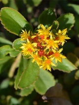 Reichblühendes Fettblatt, Sedum floriferum 'Weihenstephaner Gold' kaufen im Online-Shop der Bohlken Baumschulen