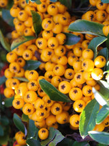 Artikelbild für Herbst-Vogelbeere, Sorbus aucuparia 'Autumn Spire' ® im Online-Shop der Bohlken Baumschulen