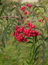 Artikelbild für Palmwedel-Eberesche Sorbus aucuparia 'Chinese Lace' im Online-Shop der Bohlken Baumschulen