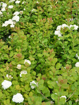 Artikelbild für Birkenblättrige Spiere, Spiraea betulifolia 'Tor Gold' ® im Online-Shop der Bohlken Baumschulen