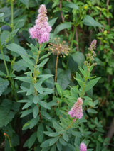 Artikelbild für Kolbenspiere Spiraea billardii 'Triumphans' im Online-Shop der Bohlken Baumschulen
