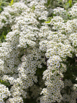 Rispenspiere, Spiraea x cinerea 'Grefsheim' im Onlineshop von Bohlken Pflanzenversand GbR