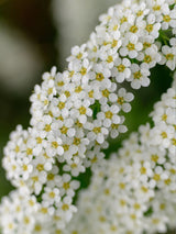 Rispenspiere, Spiraea x cinerea 'Grefsheim' im Onlineshop von Bohlken Pflanzenversand GbR