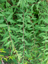 Rispenspiere, Spiraea x cinerea 'Grefsheim' im Onlineshop von Bohlken Pflanzenversand GbR