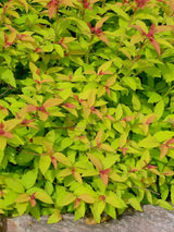 Artikelbild für Sommerspiere Spiraea japonica 'Goldflame' im Online-Shop der Bohlken Baumschulen
